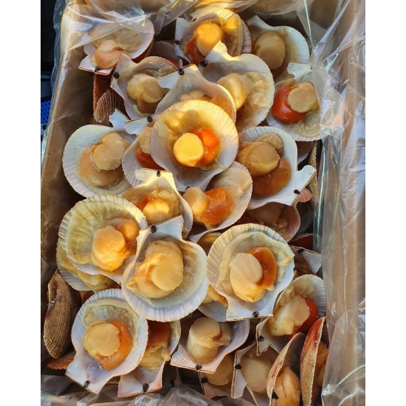 Морський гребінець у напівчерепашці